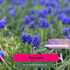 Bulbos de Muscaris Azul