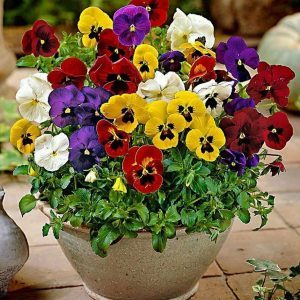 Semillas Rocalba Pensamientos Variedades