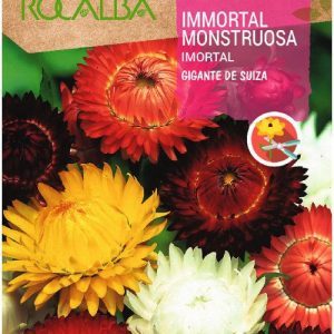 Semillas Rocalba Siempreviva Inmortal Monstruosa