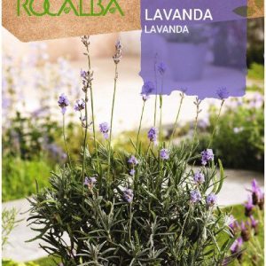 Semillas Rocalba Lavanda