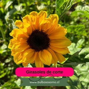 Sobres de Semilla de Girasol