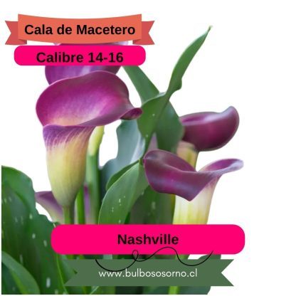 Bulbos de Calas Enanas - Imagen 8