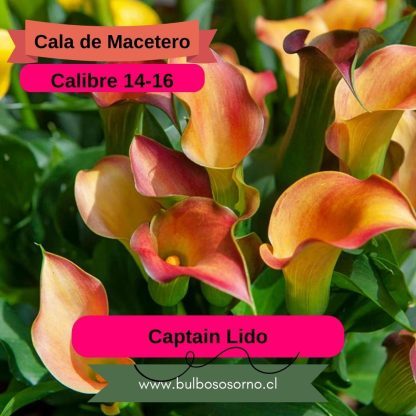 Bulbos de Calas Enanas - Imagen 9