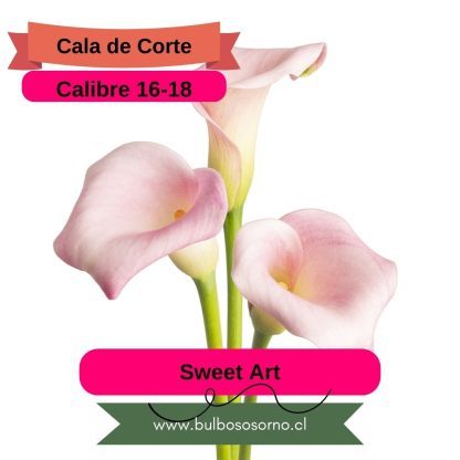Bulbos de Calas Enanas - Imagen 10
