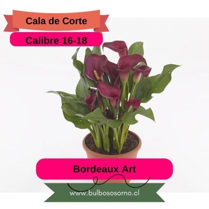Bulbos de Calas Enanas - Imagen 6