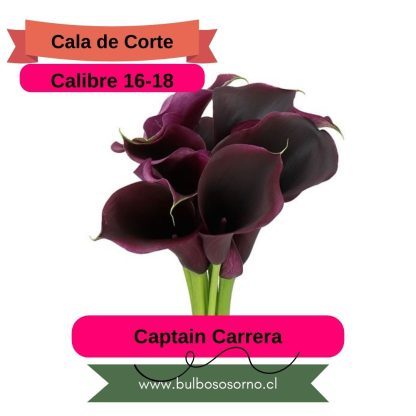 Bulbos de Calas Enanas - Imagen 5