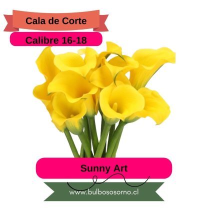 Bulbos de Calas Enanas - Imagen 4