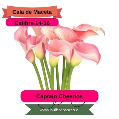 Bulbos de Calas Enanas - Imagen 3