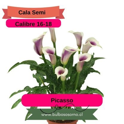 Bulbos de Calas Enanas - Imagen 2