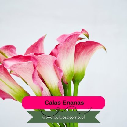 Bulbos de Calas Enanas