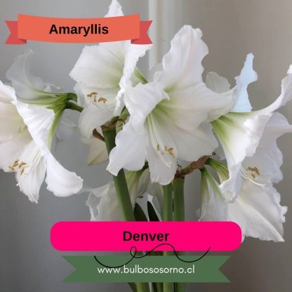 Bulbos de Amaryllis Clásicos - Imagen 2