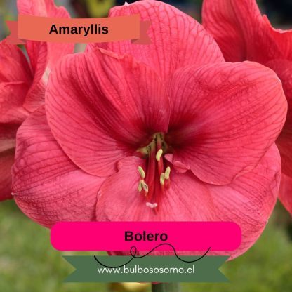Bulbos de Amaryllis Clásicos - Imagen 4