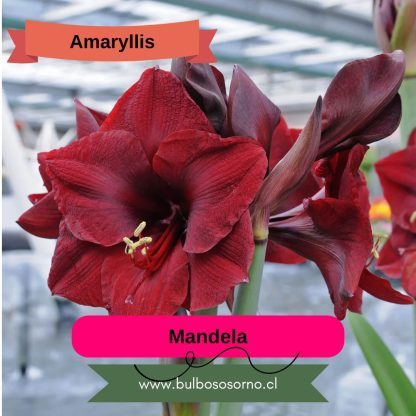 Bulbos de Amaryllis Clásicos - Imagen 5