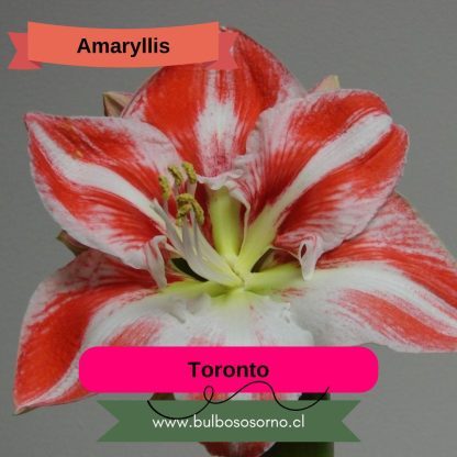 Bulbos de Amaryllis Clásicos - Imagen 6