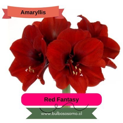 Bulbos de Amaryllis Clásicos - Imagen 3