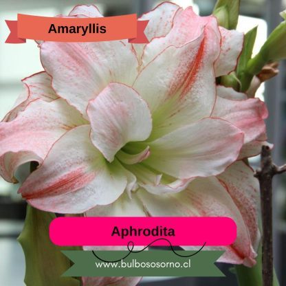 Bulbos de Amaryllis Dobles y Bicolores - Imagen 13