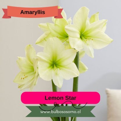 Bulbos de Amaryllis Dobles y Bicolores - Imagen 12