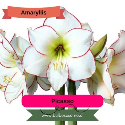 Bulbos de Amaryllis Dobles y Bicolores - Imagen 10