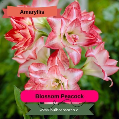 Bulbos de Amaryllis Dobles y Bicolores - Imagen 9