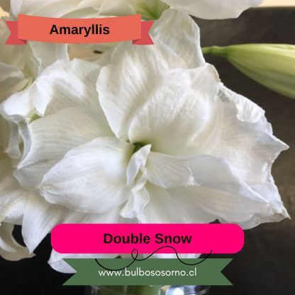 Bulbos de Amaryllis Dobles y Bicolores - Imagen 8