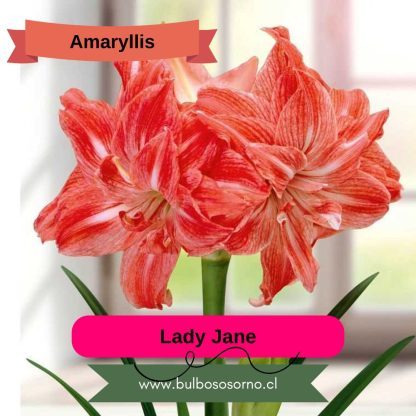 Bulbos de Amaryllis Dobles y Bicolores - Imagen 7