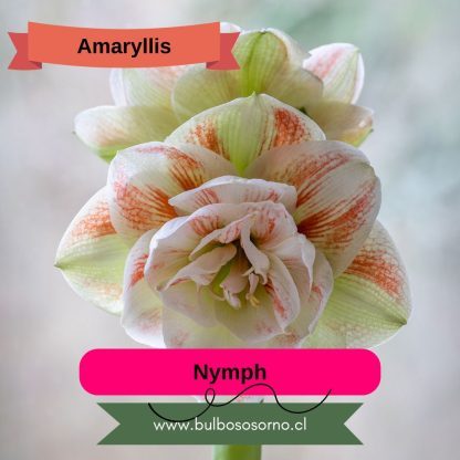 Bulbos de Amaryllis Dobles y Bicolores - Imagen 6