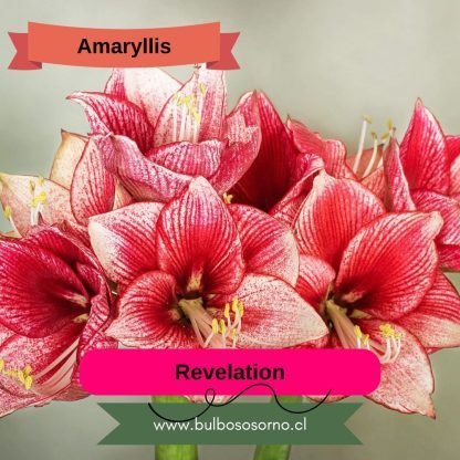 Bulbos de Amaryllis Dobles y Bicolores - Imagen 5