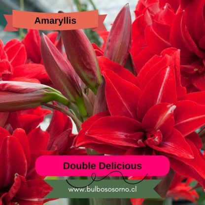 Bulbos de Amaryllis Dobles y Bicolores - Imagen 4