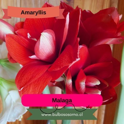 Bulbos de Amaryllis Dobles y Bicolores - Imagen 3