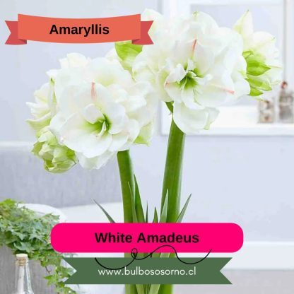 Bulbos de Amaryllis Dobles y Bicolores - Imagen 2
