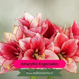 Bulbos de Amaryllis Dobles y Bicolores