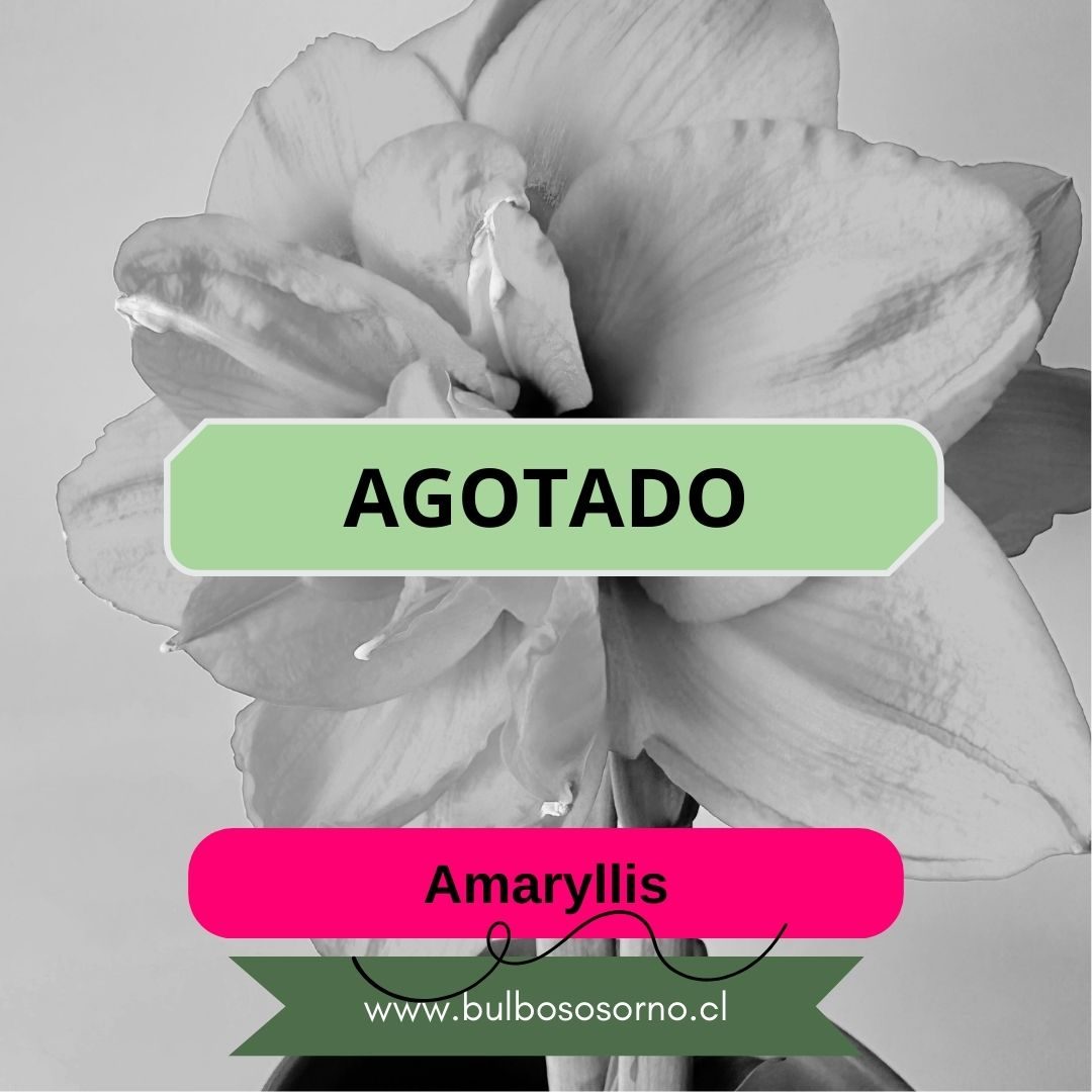 Bulbos de Amaryllis Dobles y Bicolores