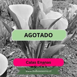 Bulbos de Calas Enanas