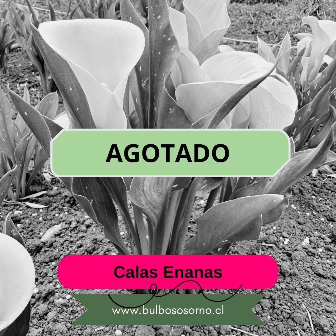 Bulbos de Calas Enanas