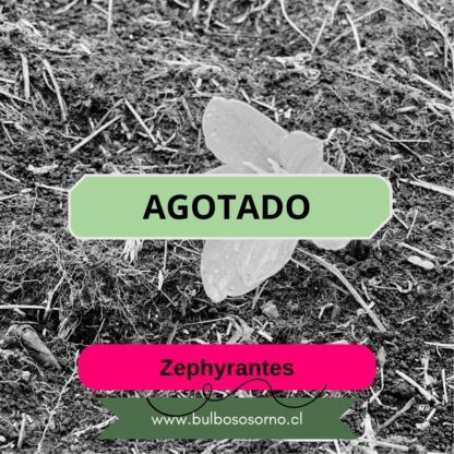 Bulbos de Lirio de Lluvia (Zephyranthes robusta) Rosados