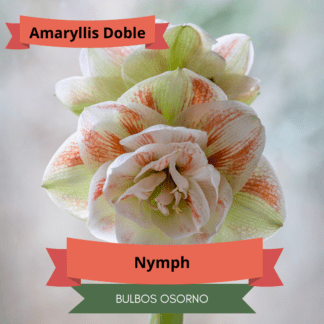 Bulbos de Amaryllis Dobles y Bicolores