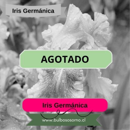 Rizomas de Iris Germanica