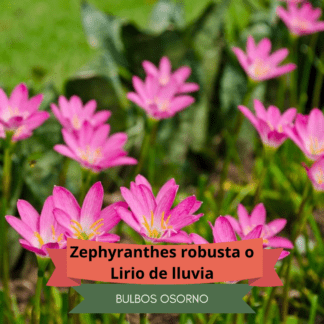 Bulbos de Lirio de Lluvia (Zephyranthes robusta) Rosados