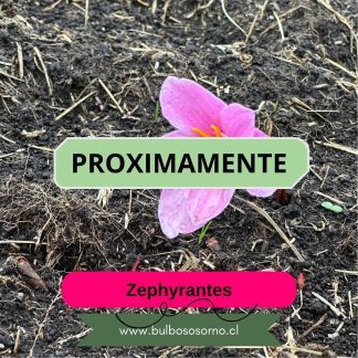 Bulbos de Lirio de Lluvia (Zephyranthes robusta) Rosados