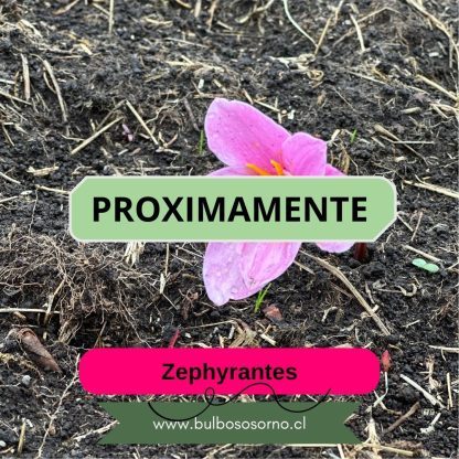 Bulbos de Lirio de Lluvia (Zephyranthes robusta) Rosados