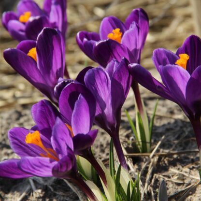 Bulbos de Crocus Azul/Purpura "Record"