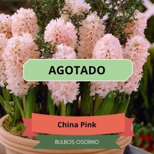 Bulbos de Jacintos China Pink