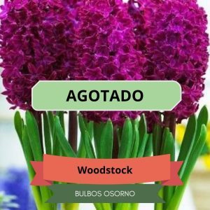 Bulbos de Jacintos Woodstock