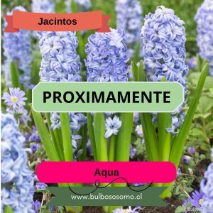 Bulbos de Jacintos Aqua