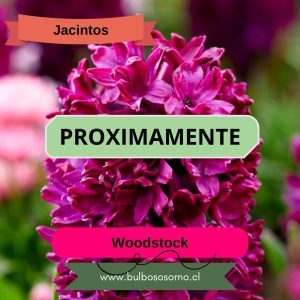 Bulbos de Jacintos Woodstock