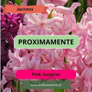 Bulbos de Jacintos Pink Surprise