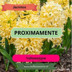 Bulbos de Jacintos Yellowstone