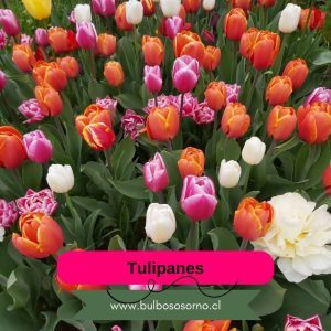 Pack Completo Tulipanes 2026