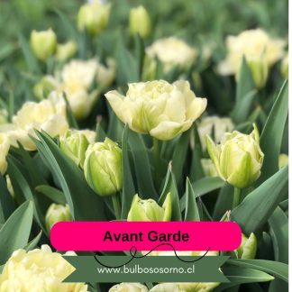 Bulbos de Tulipanes Avant Garde