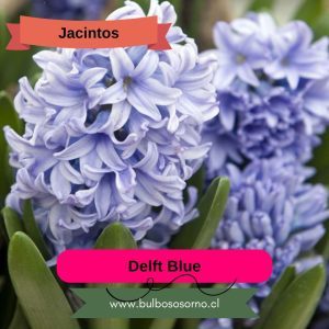 Bulbos de Jacintos Delft Blue